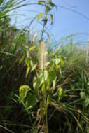 Image of Yellow Bristle Grass