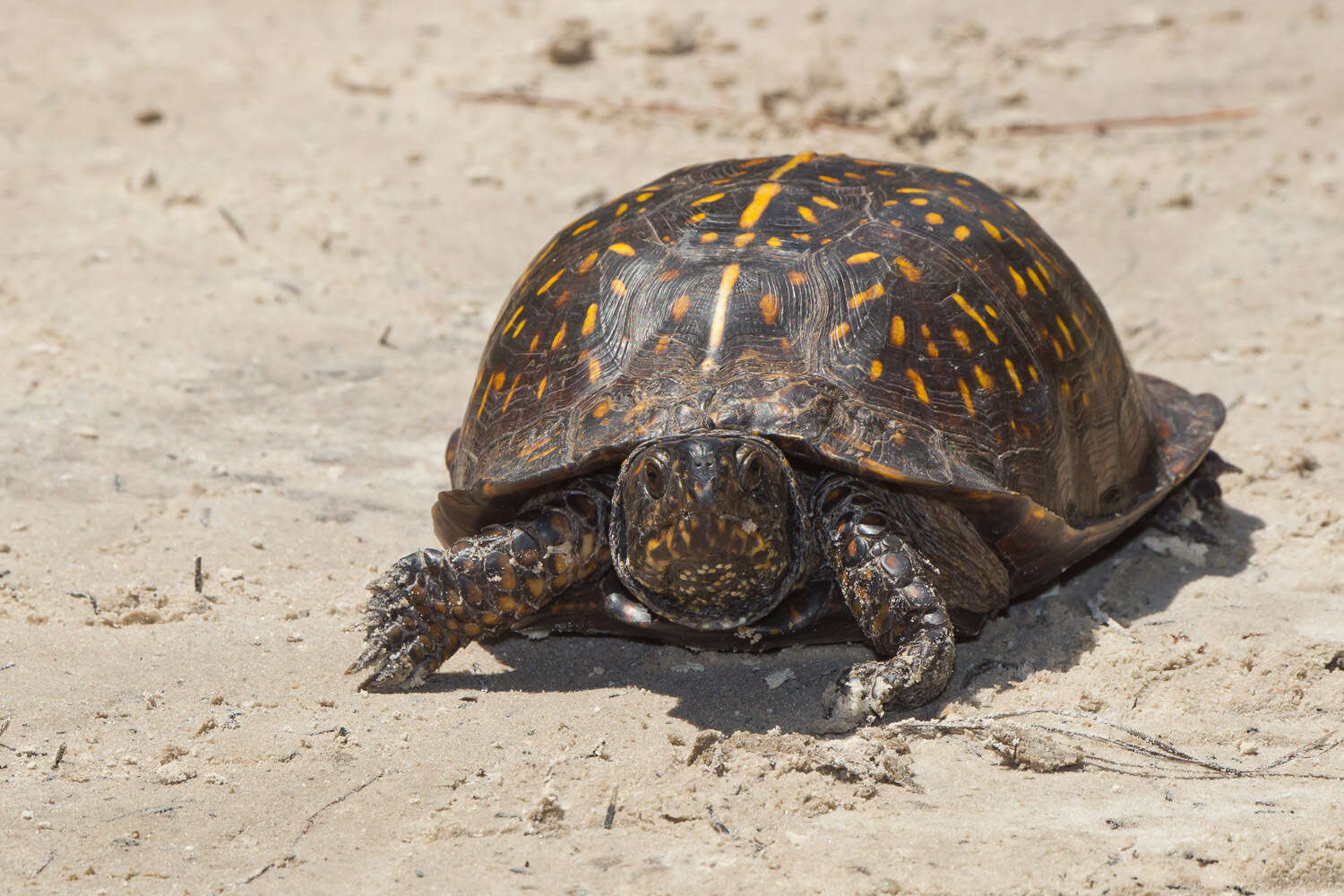 Image of Gulf Coast box turtle