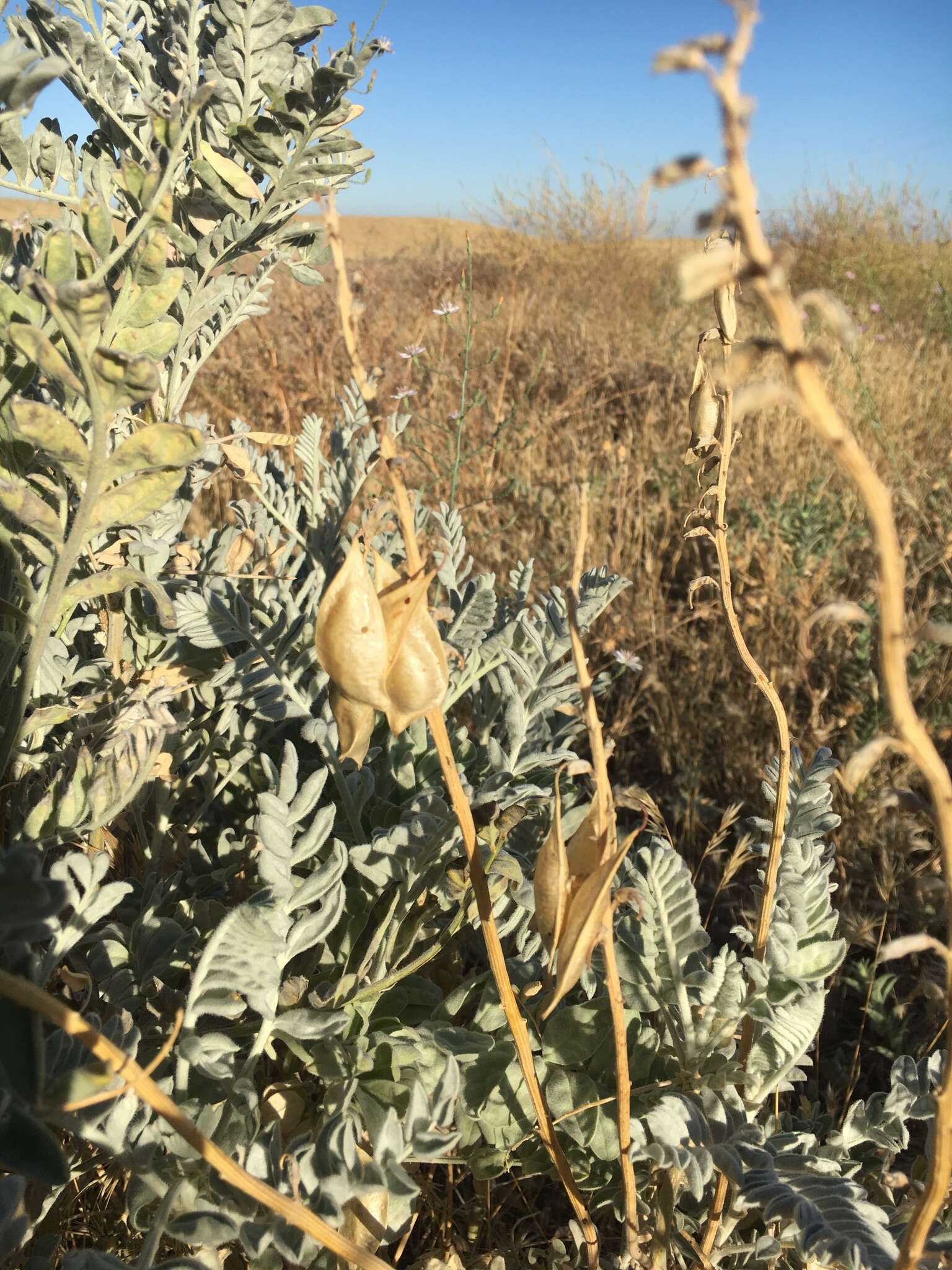 Imagem de Astragalus oxyphysus A. Gray