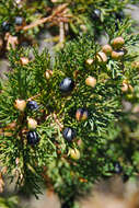 Image of Black Juniper