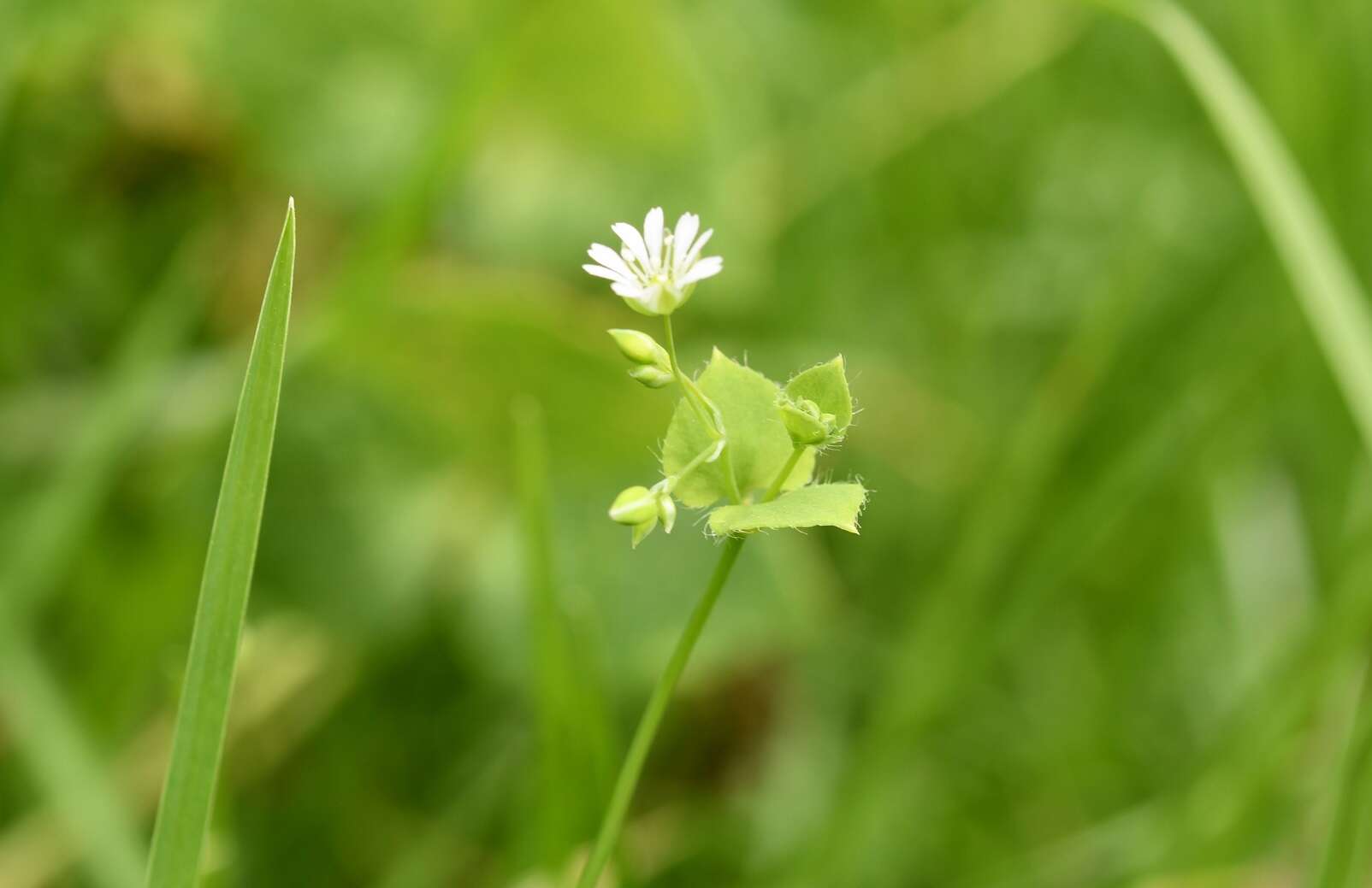 Image of Drymaria villosa Cham. & Schltdl.