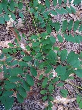 Image of Carolina indigo