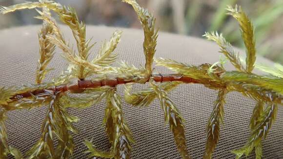 Image of Brown-stemmed Bog Moss