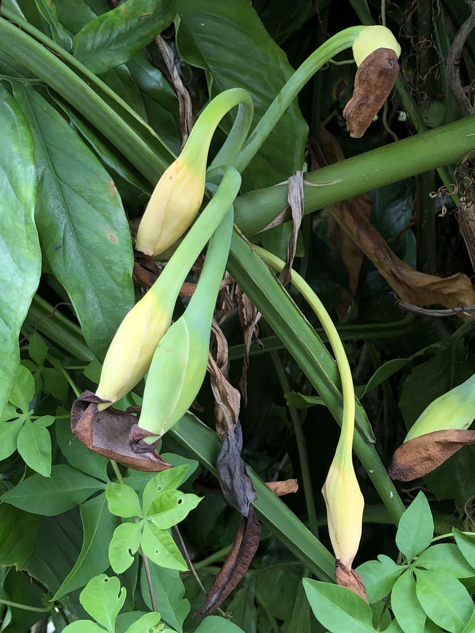 Imagem de Syngonium angustatum Schott