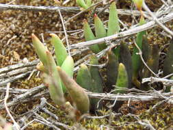 Image of Brittle Adromischus