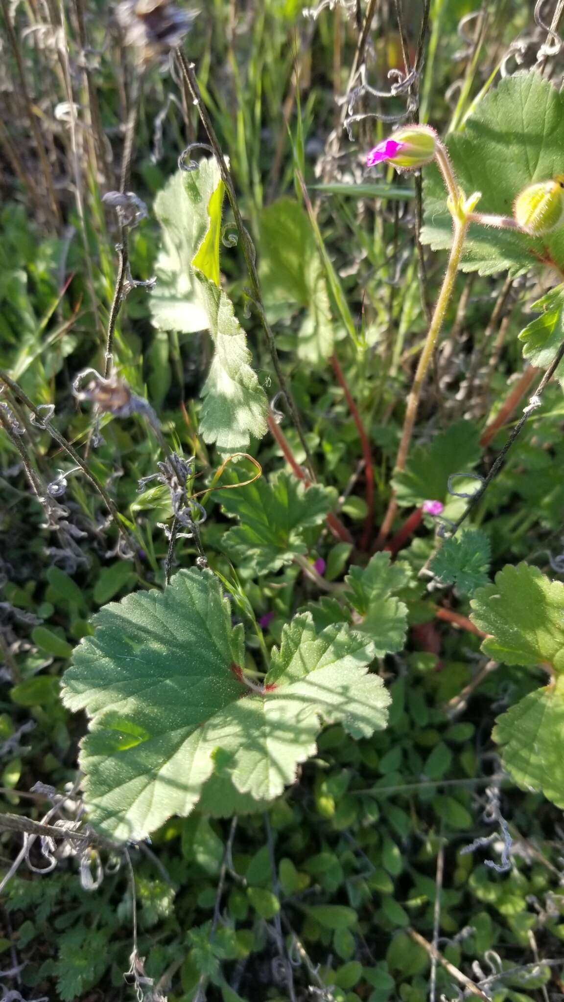 Imagem de Erodium macrophyllum Hook. & Arn.