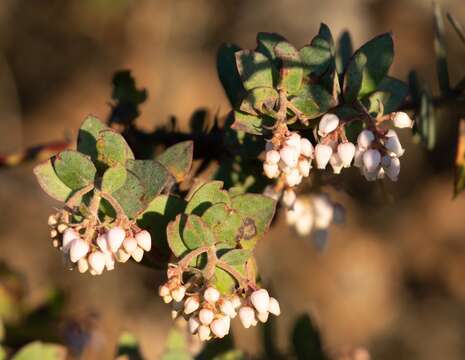 Image of Pajaro manzanita