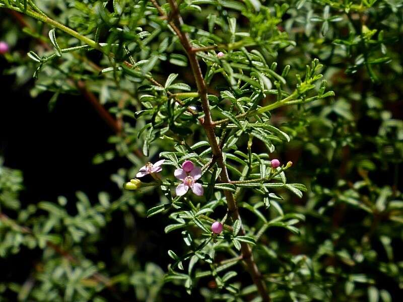 Image de Cyanothamnus anemonifolius subsp. variabilis