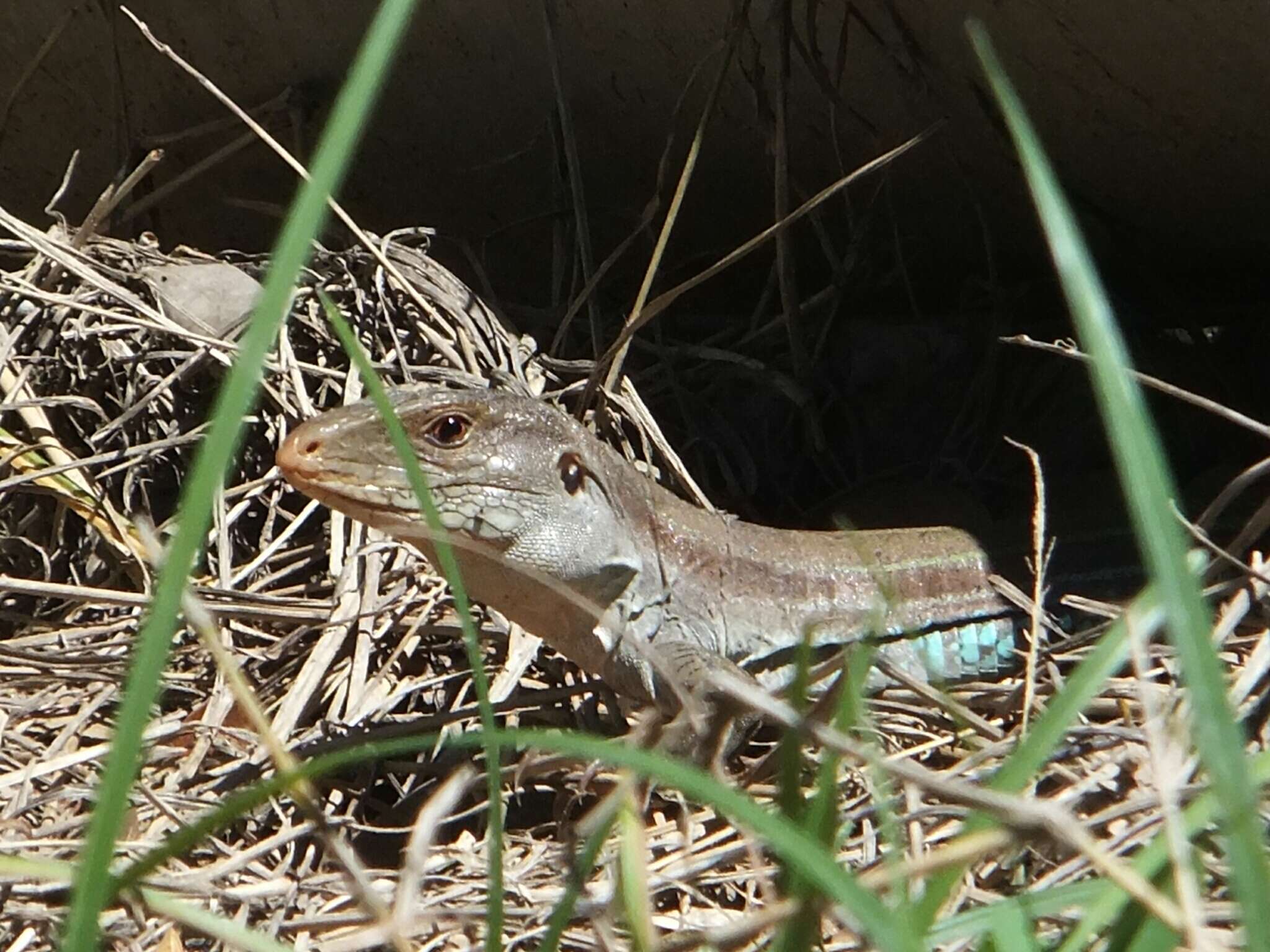 Image de Ameiva bifrontata Cope 1862