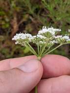 Image of coastal plain angelica