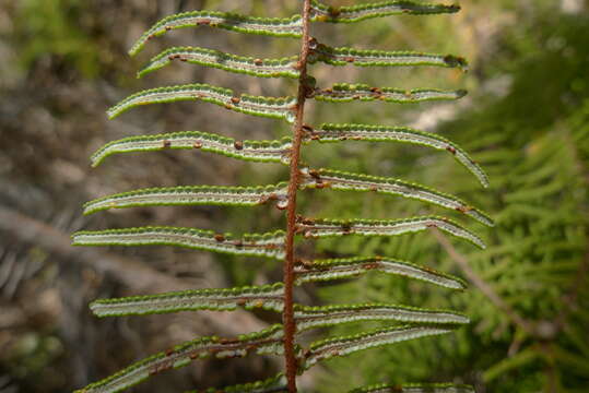 Image de Gleichenia dicarpa R. Br.