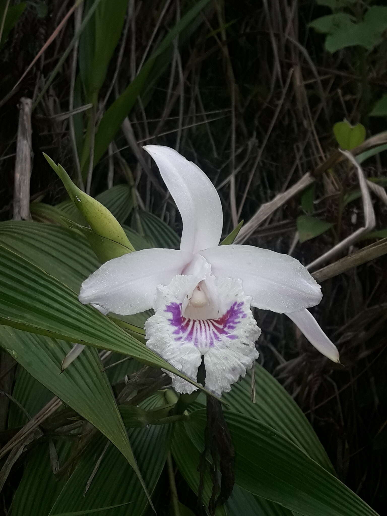 Image of Sobralia pulcherrima Garay