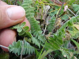 Image of blue nodding locoweed