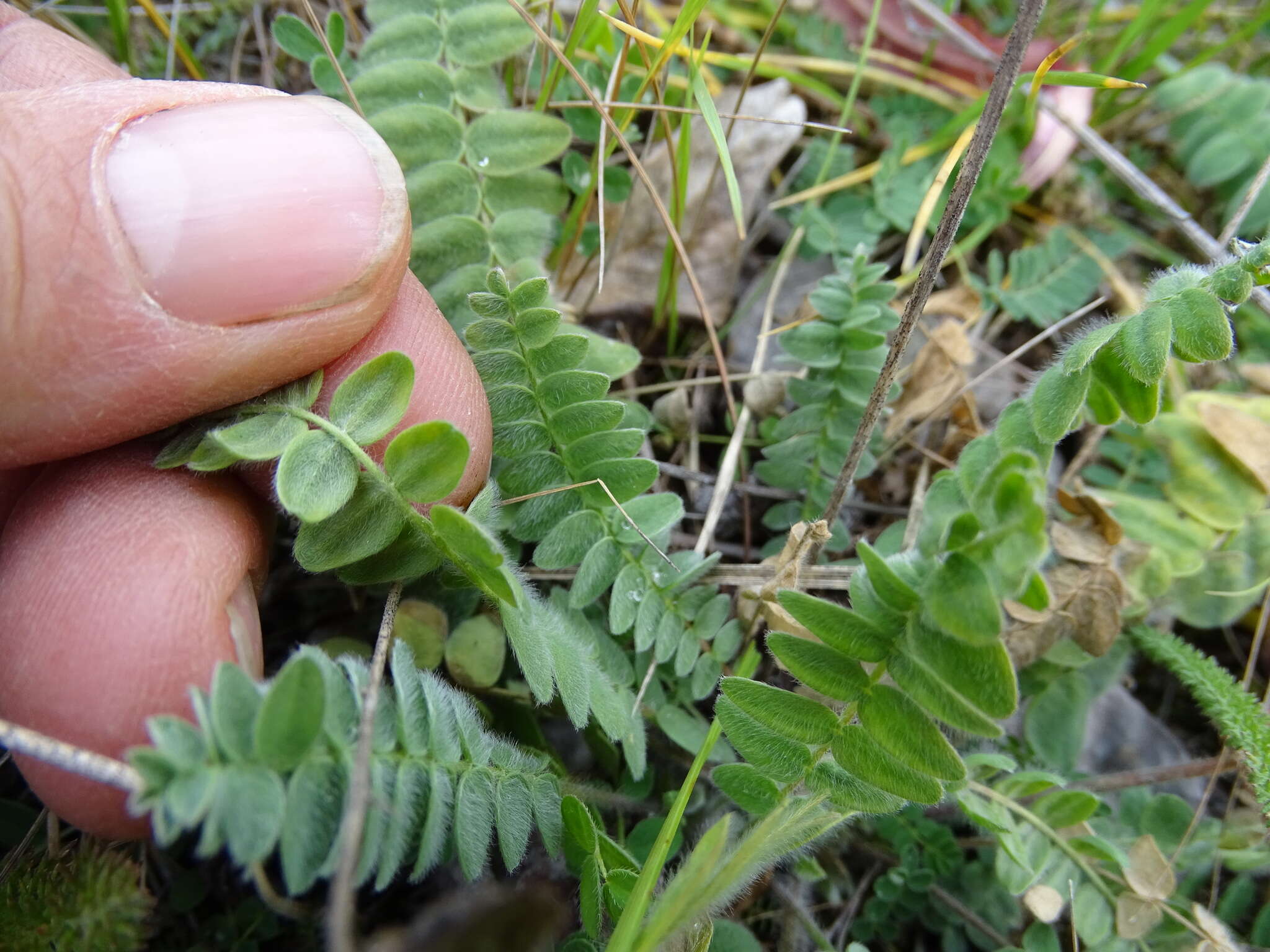 Image of blue nodding locoweed