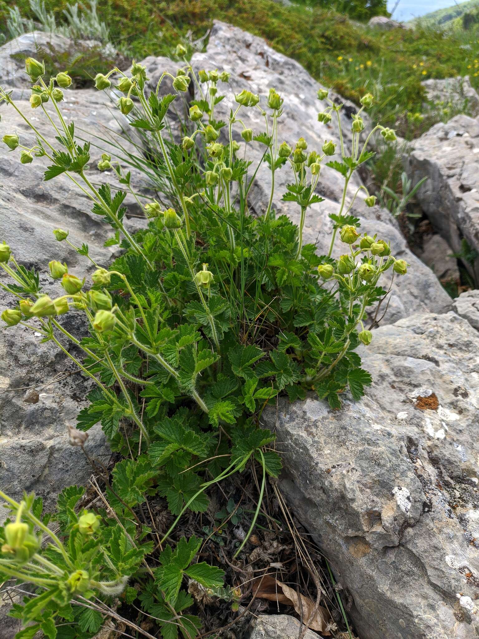 Image of Drymocallis geoides