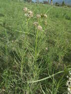 Image of horsetail milkweed