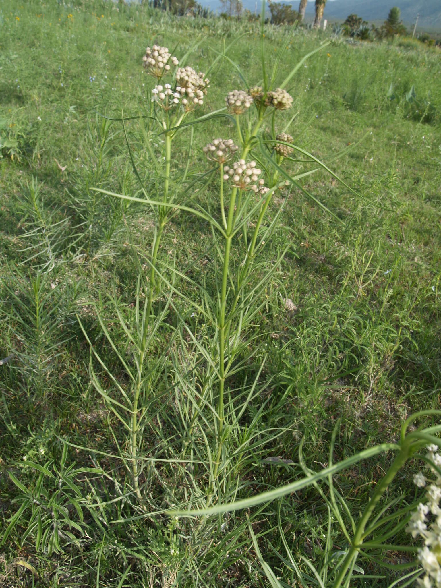 Image of horsetail milkweed