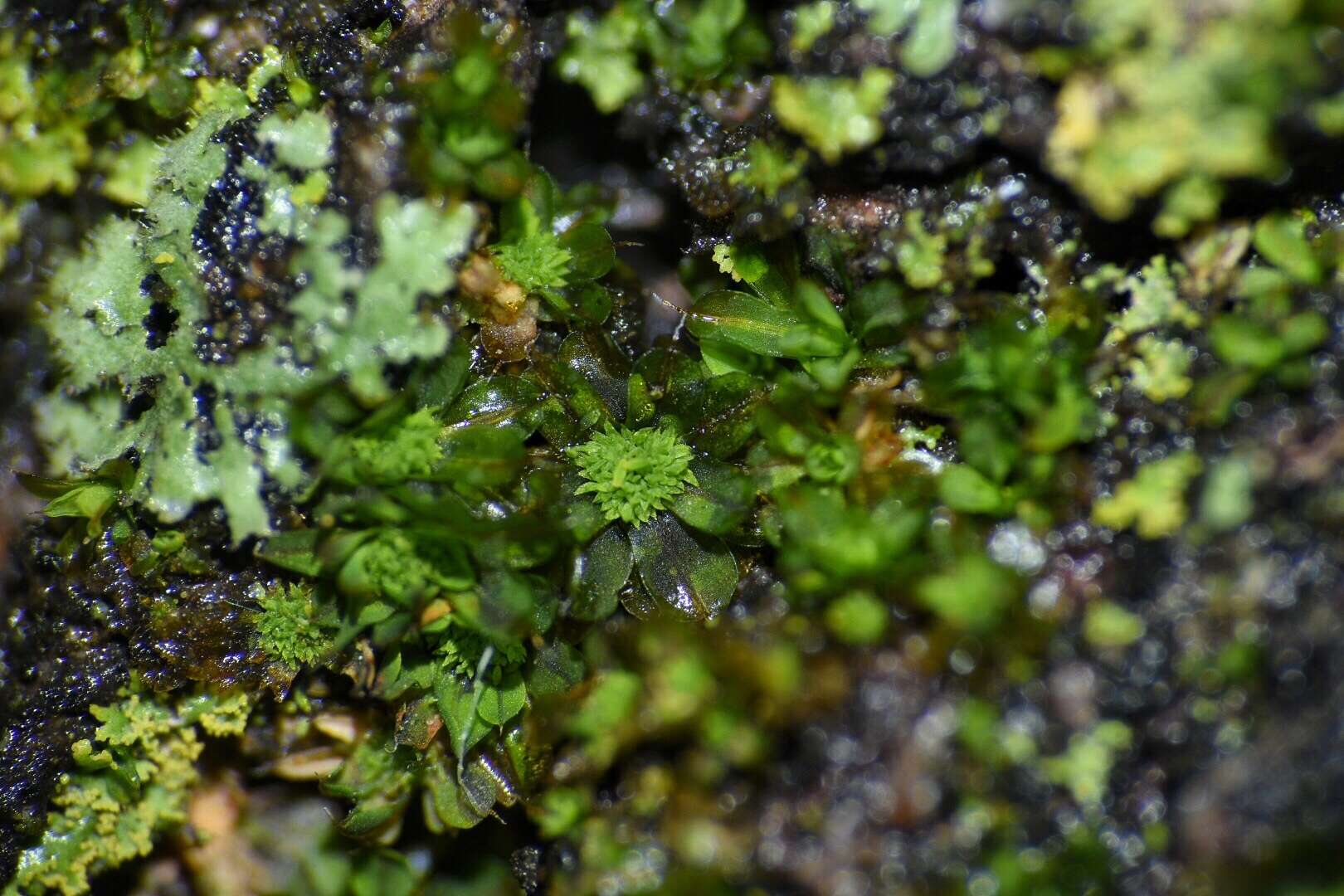 Image of small hairy screw-moss