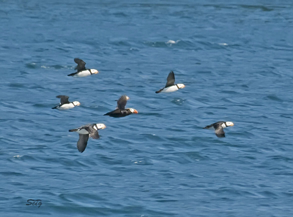 Image of Horned Puffin