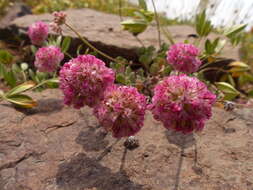 Image of Steens Mountain cushion buckwheat