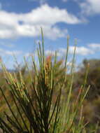 Image of Allocasuarina emuina L. A. S. Johnson