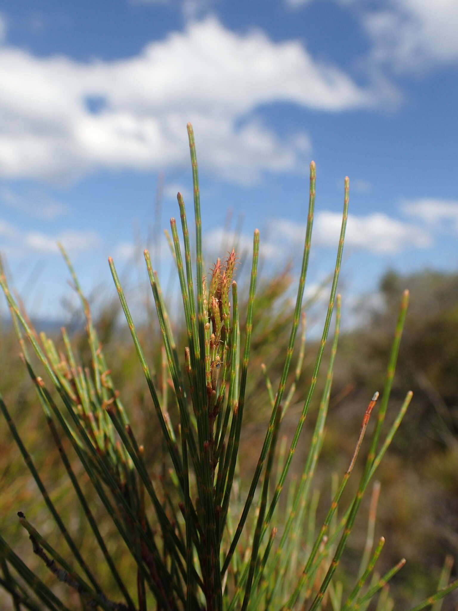 Image of Allocasuarina emuina L. A. S. Johnson