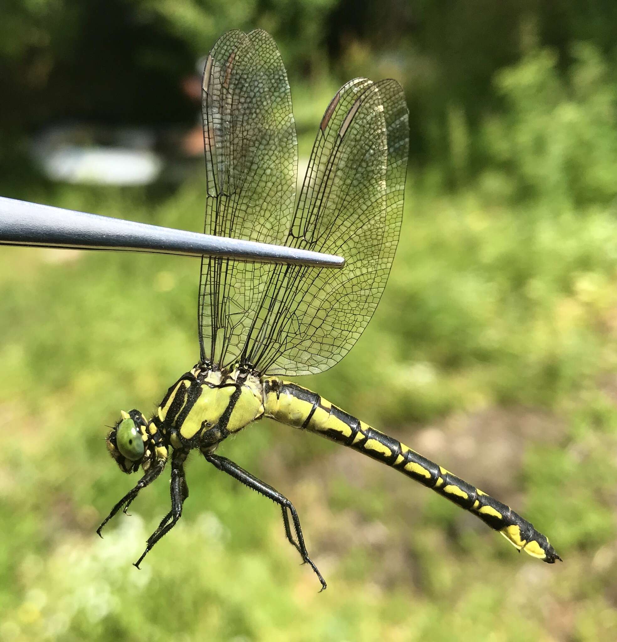 Image of Shaogomphus schmidti (Asahina 1956)