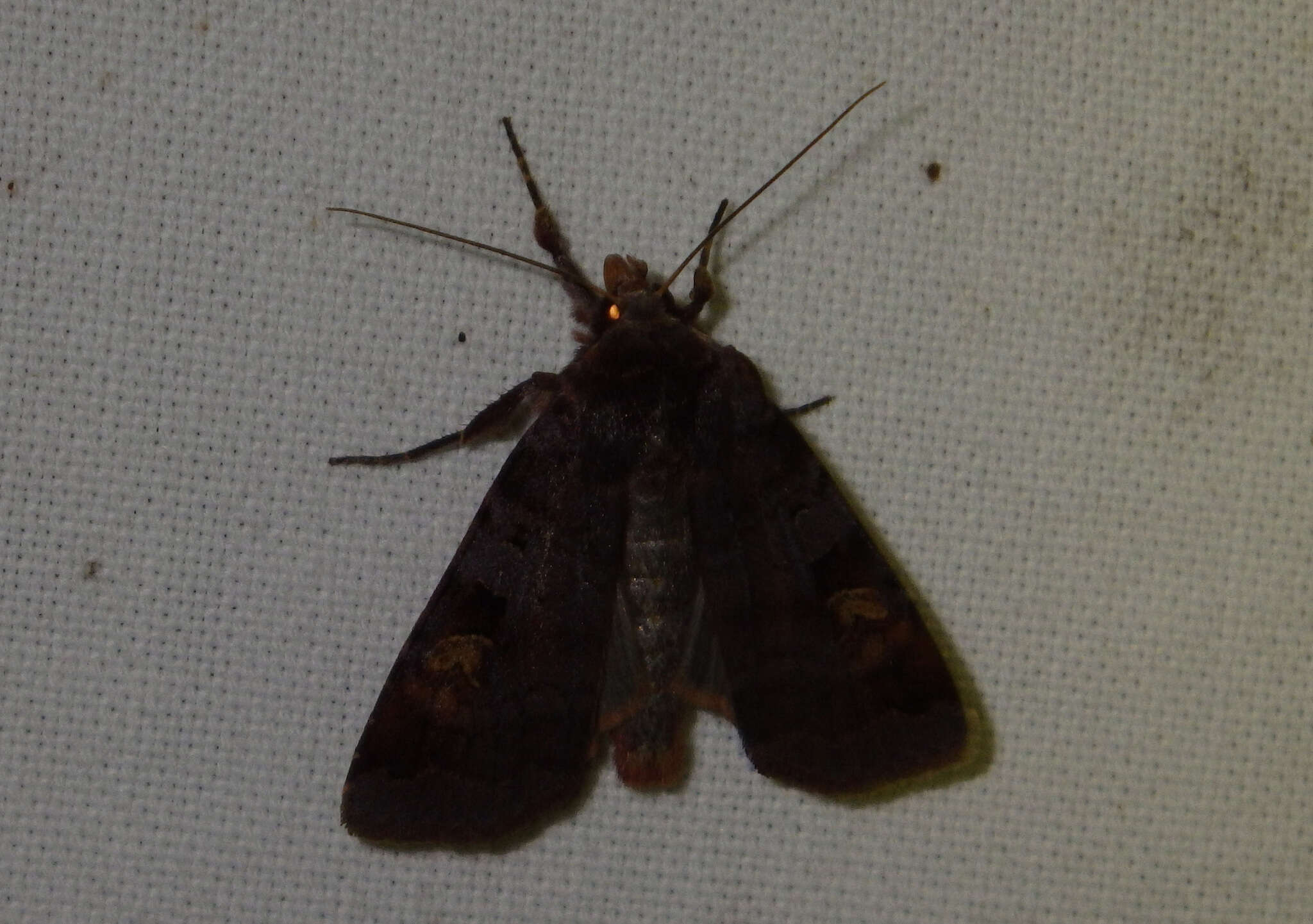 Diarsia brunnea Schiffermüller 1775的图像