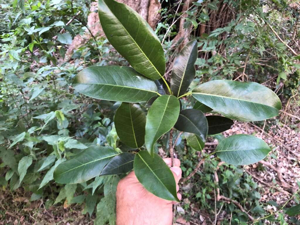 Image de Ficus superba var. henneana (Miq.) Corner