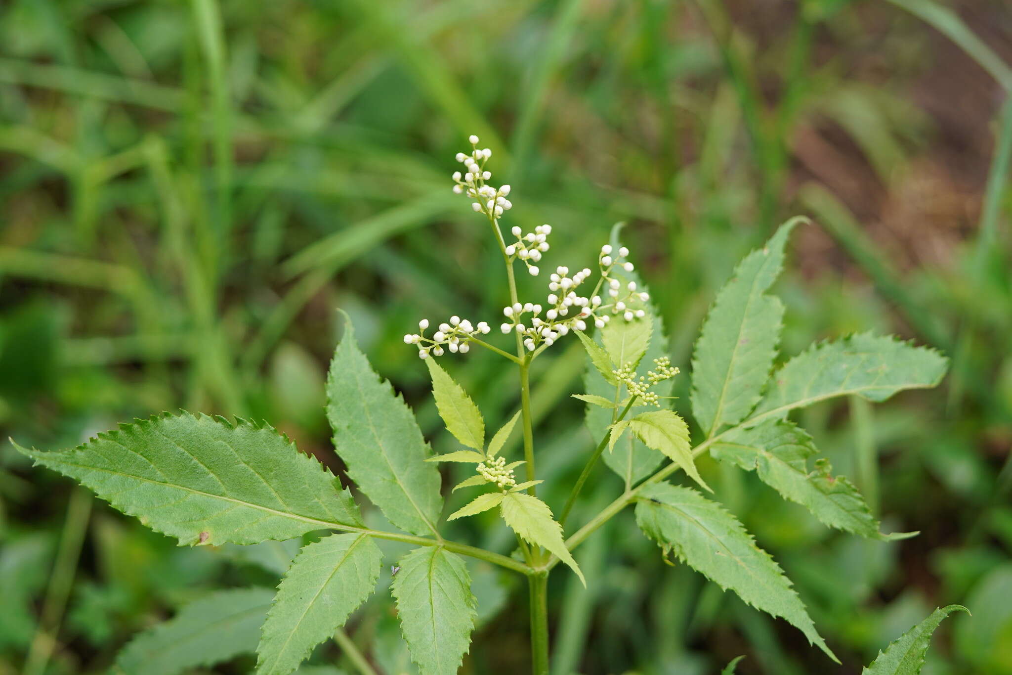 Image of White Elderberry