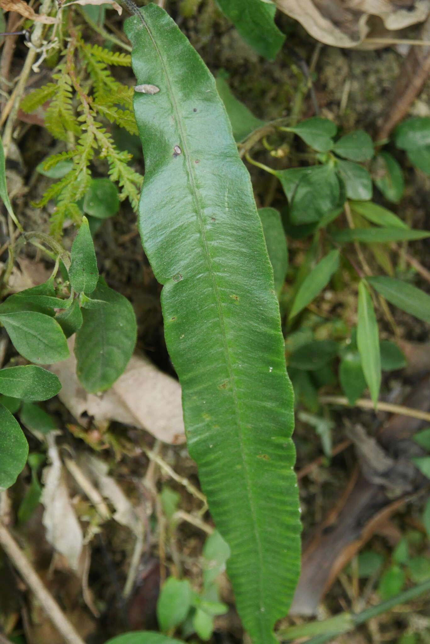 Image of Deparia lancea (Thunb. ex Murray) Fraser-Jenkins