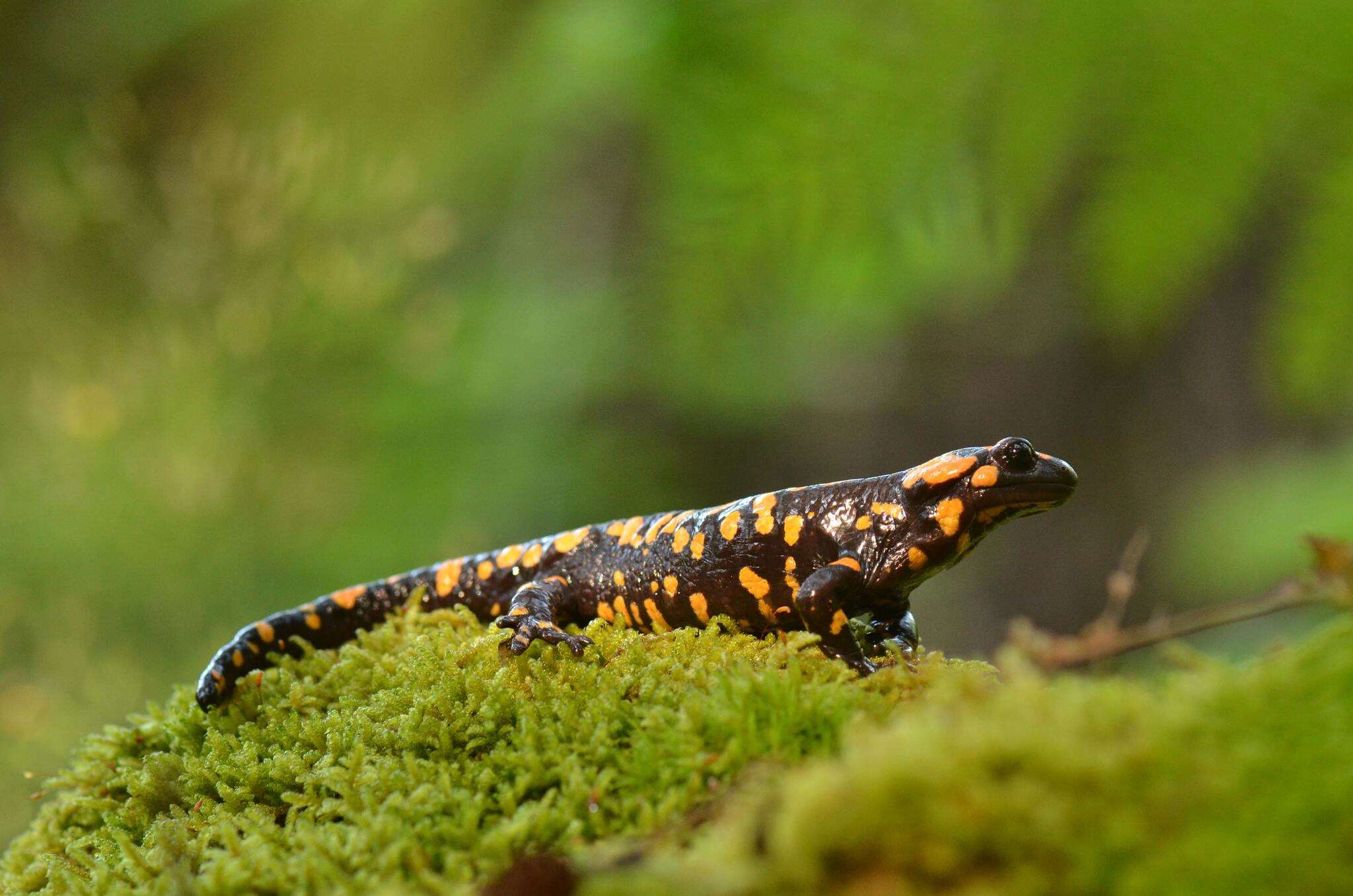 Image of Corsican Fire Salamander