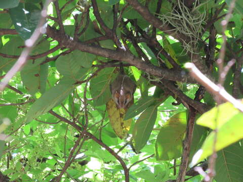 Image of Salvin's Big-eyed Bat