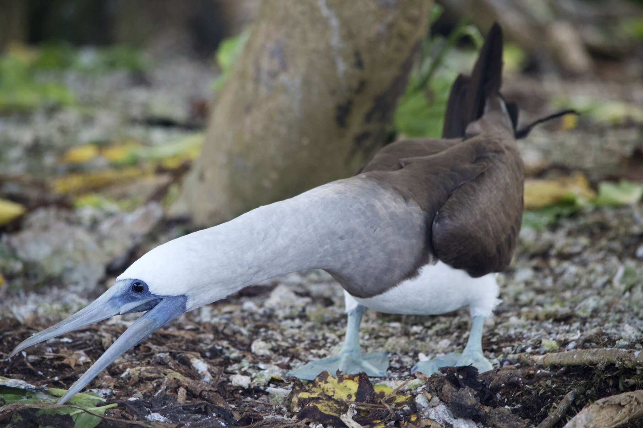 Image of Brewster's Brown Booby