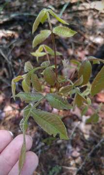 Image of black hickory