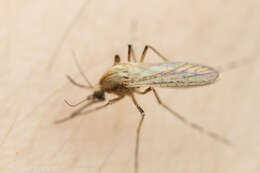 Image of Aedes dorsalis (Meigen 1830)