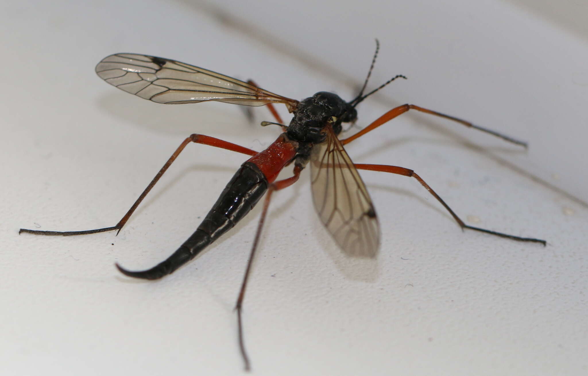 Image of Tanyptera