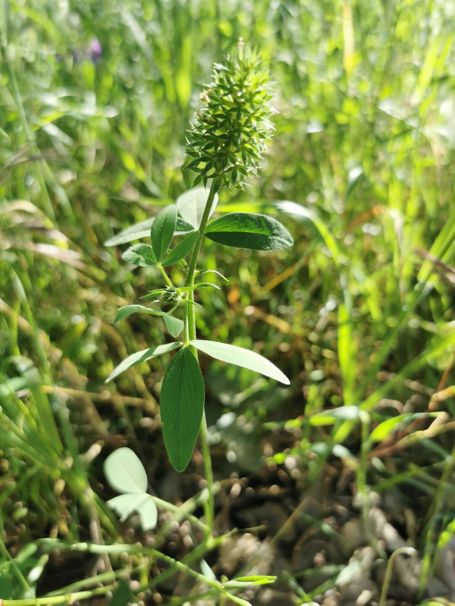 Image of Trifolium obscurum Savi