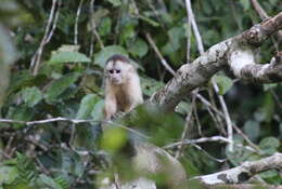 Image of Maranon white fronted capuchin
