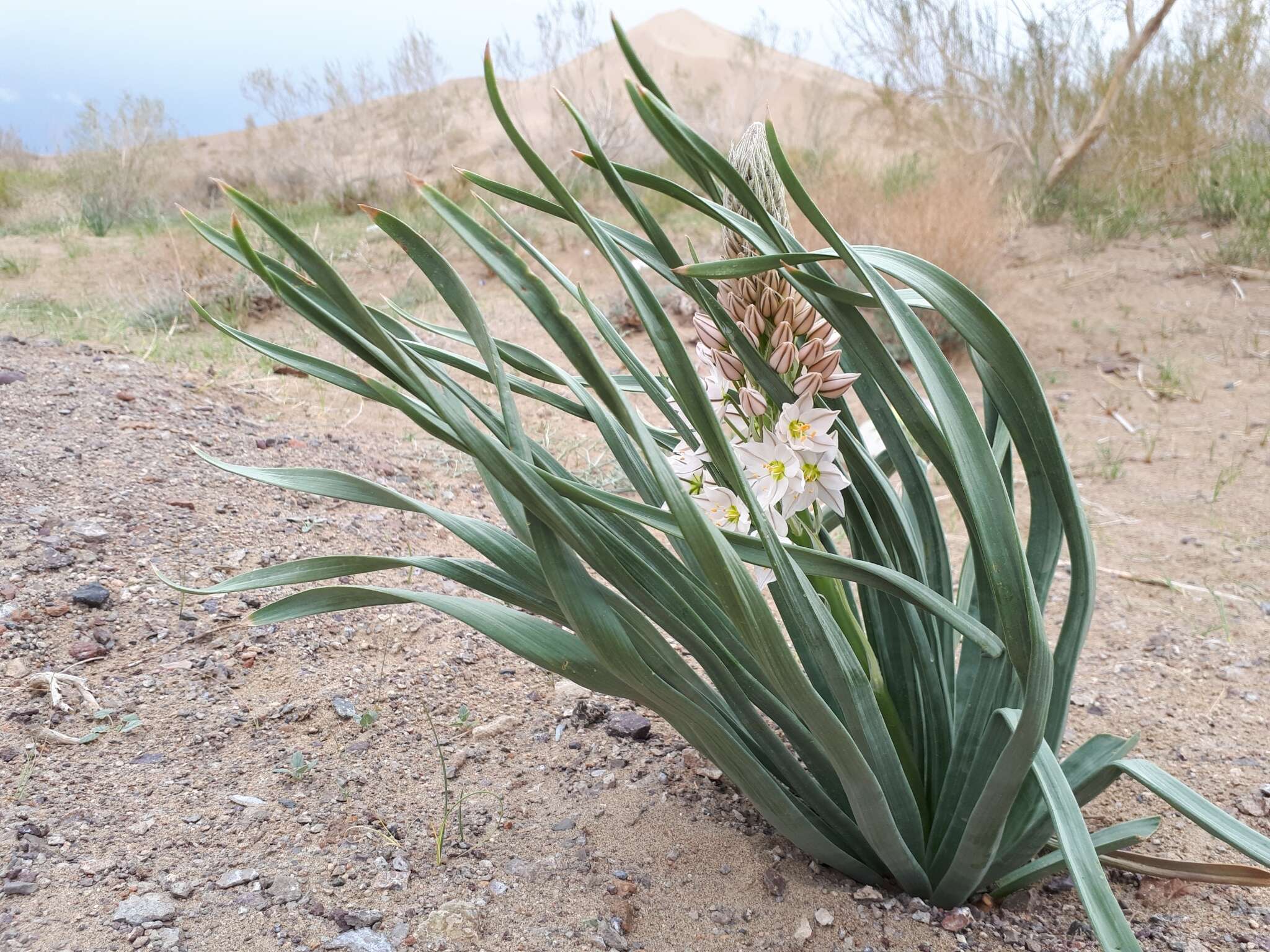 Image of Eremurus anisopterus (Kar. & Kir.) Regel