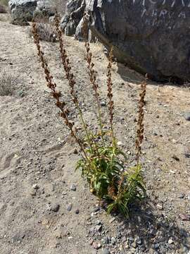 Image of Penstemon reidmoranii