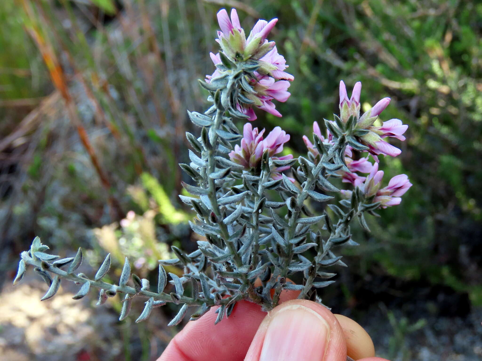 Image of Amphithalea ericifolia subsp. ericifolia