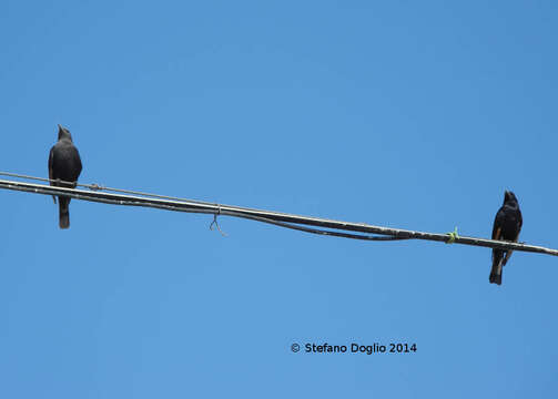 Image of Arabian Chestnut-winged Starling