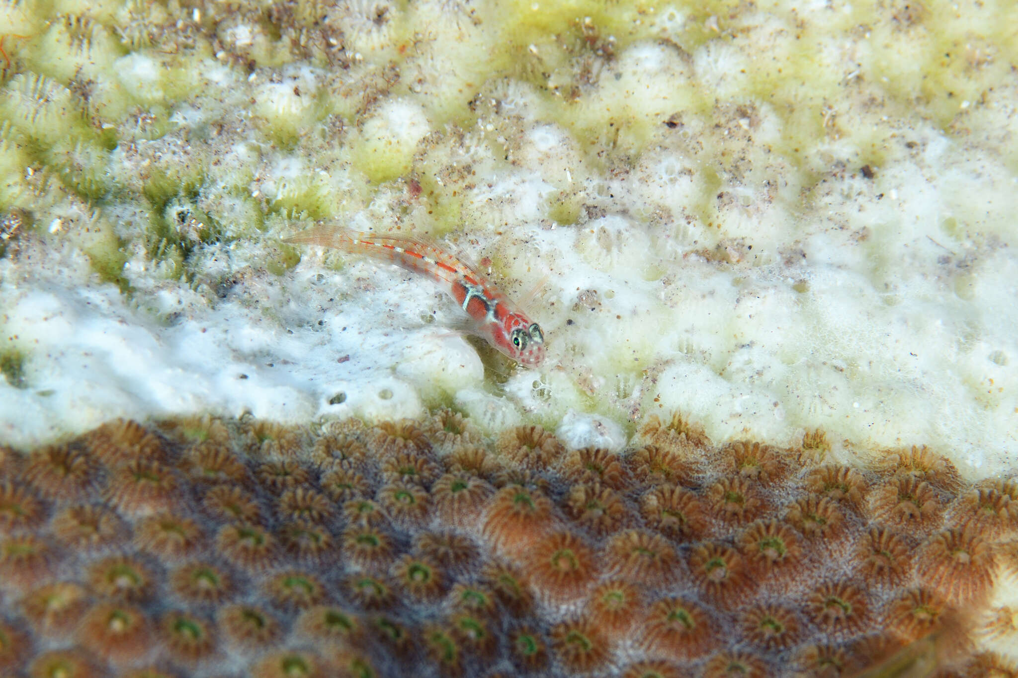 Image of Orangeside Goby