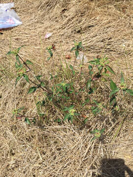 Слика од Euphorbia dentata Michx.