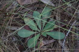 Goodenia mystrophylla resmi