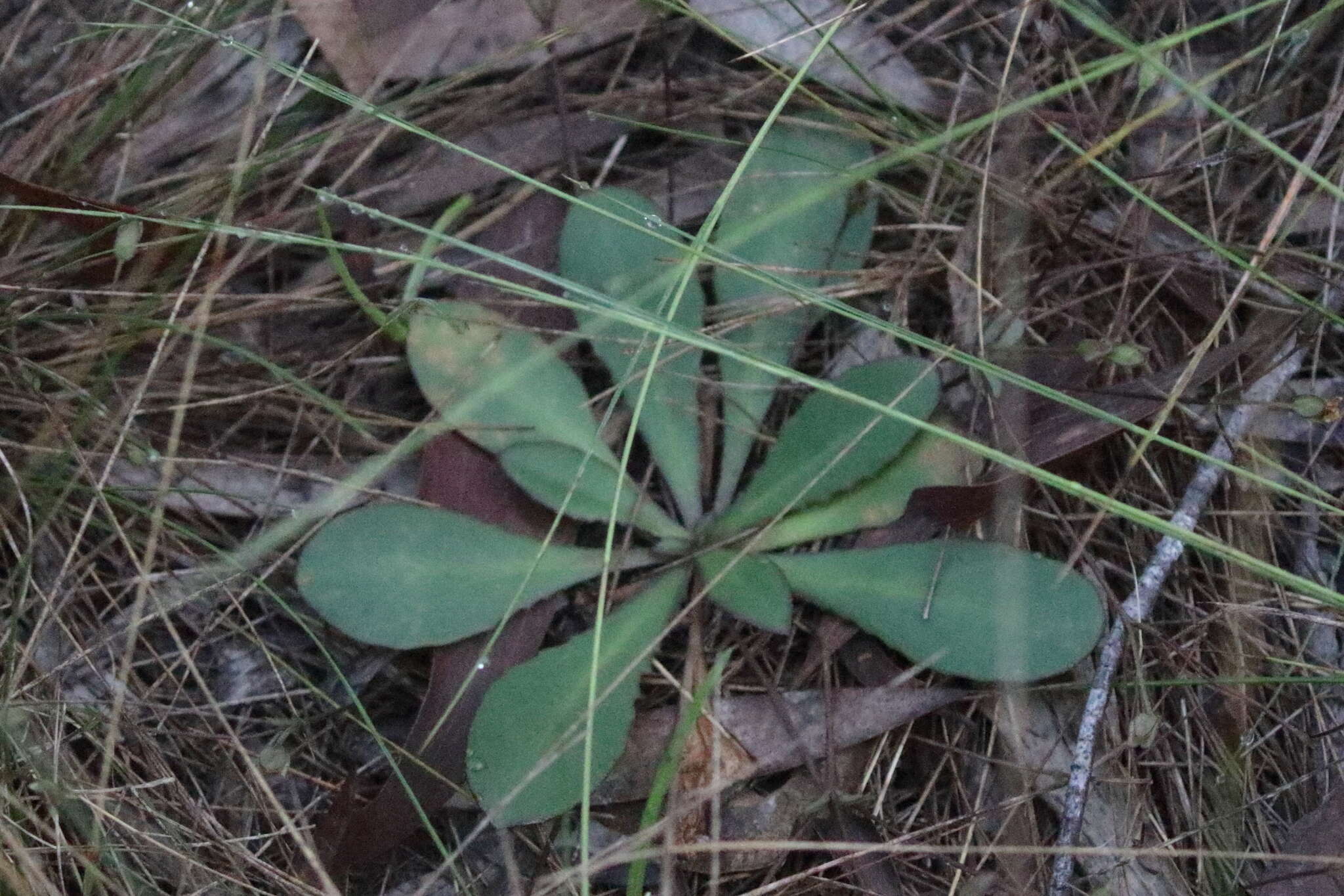 Image de Goodenia mystrophylla