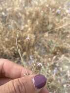 Image of anglestem buckwheat