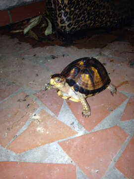 Image of Three-toed box turtle