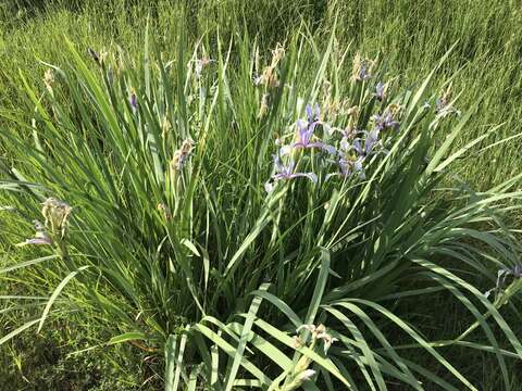 Image de Iris pseudonotha Galushko